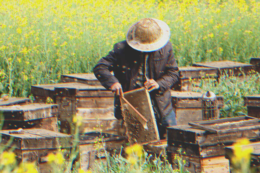 An apiary | Source: Shutterstock