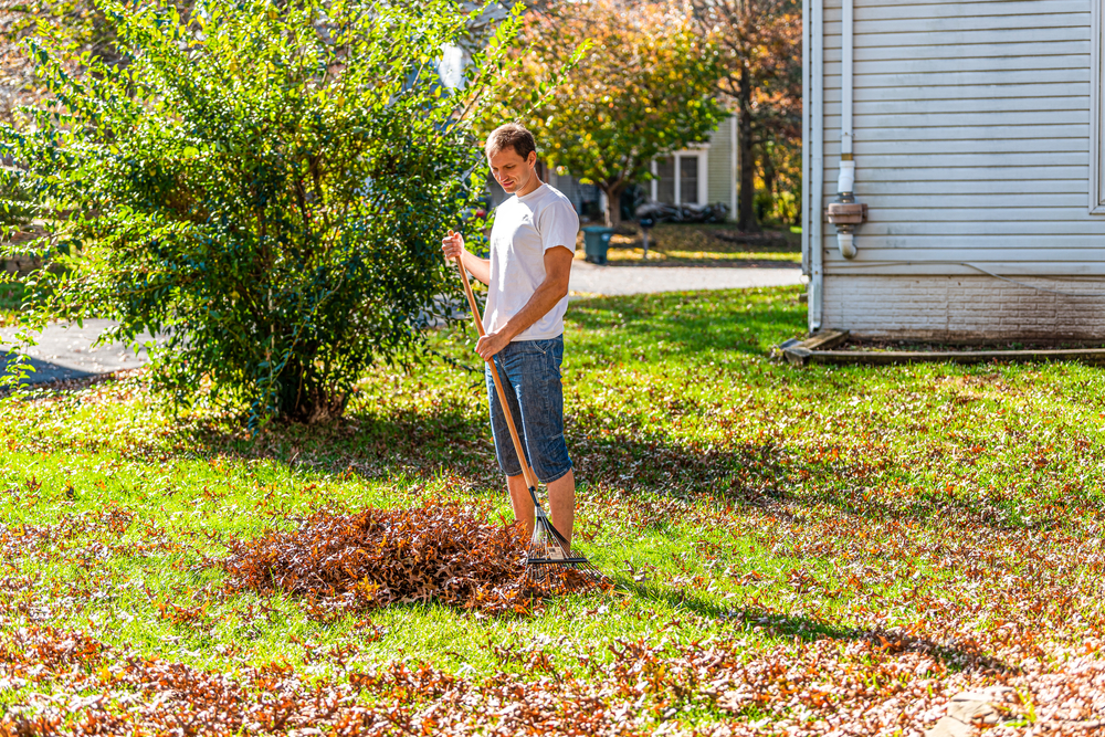 Person homeowner man in garden yard backyard raking dry autumn foliage oak leaves pile standing with rake in fall sunny sunlight by house.| Source: Shutterstock
