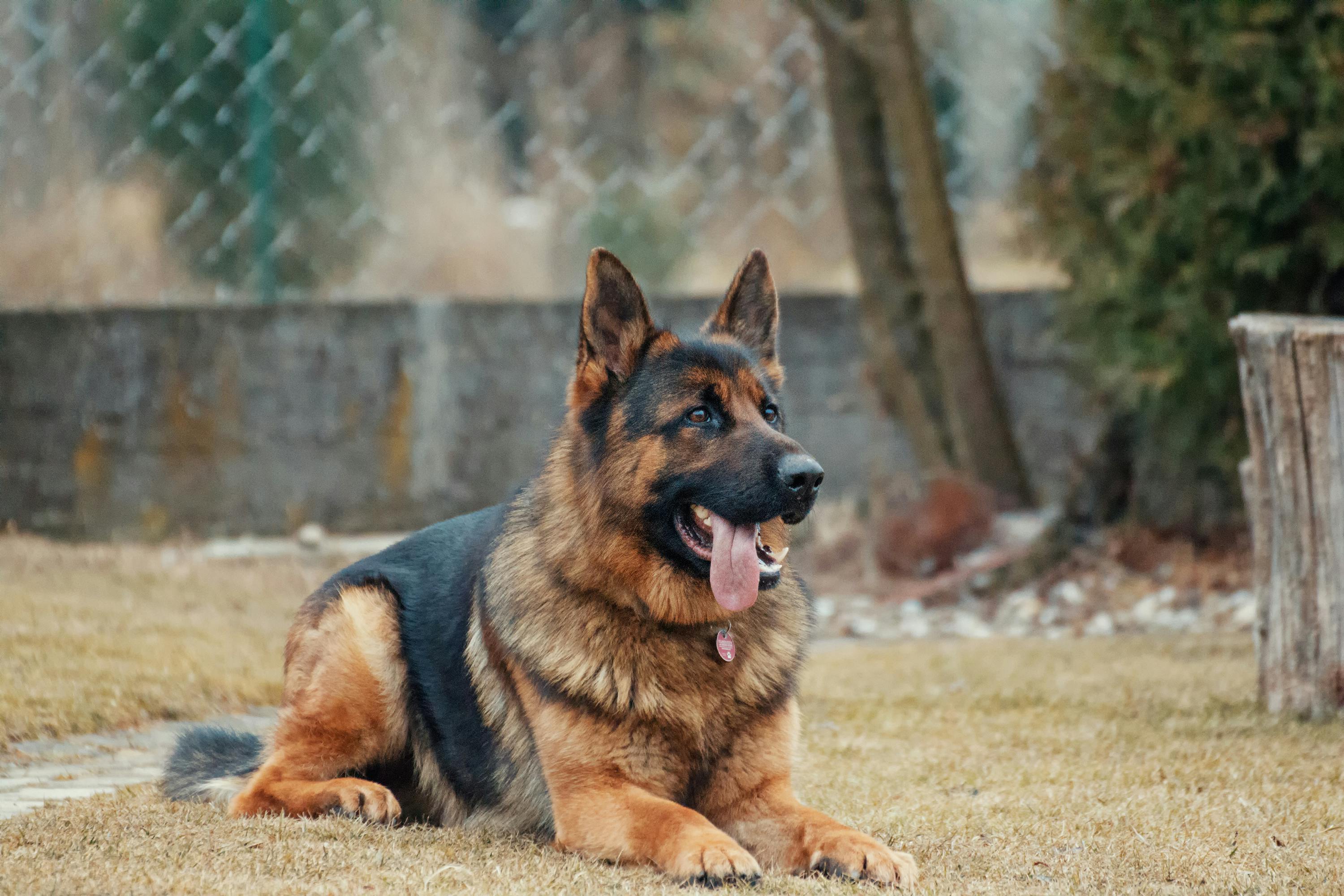 A dog | Source: Pexels