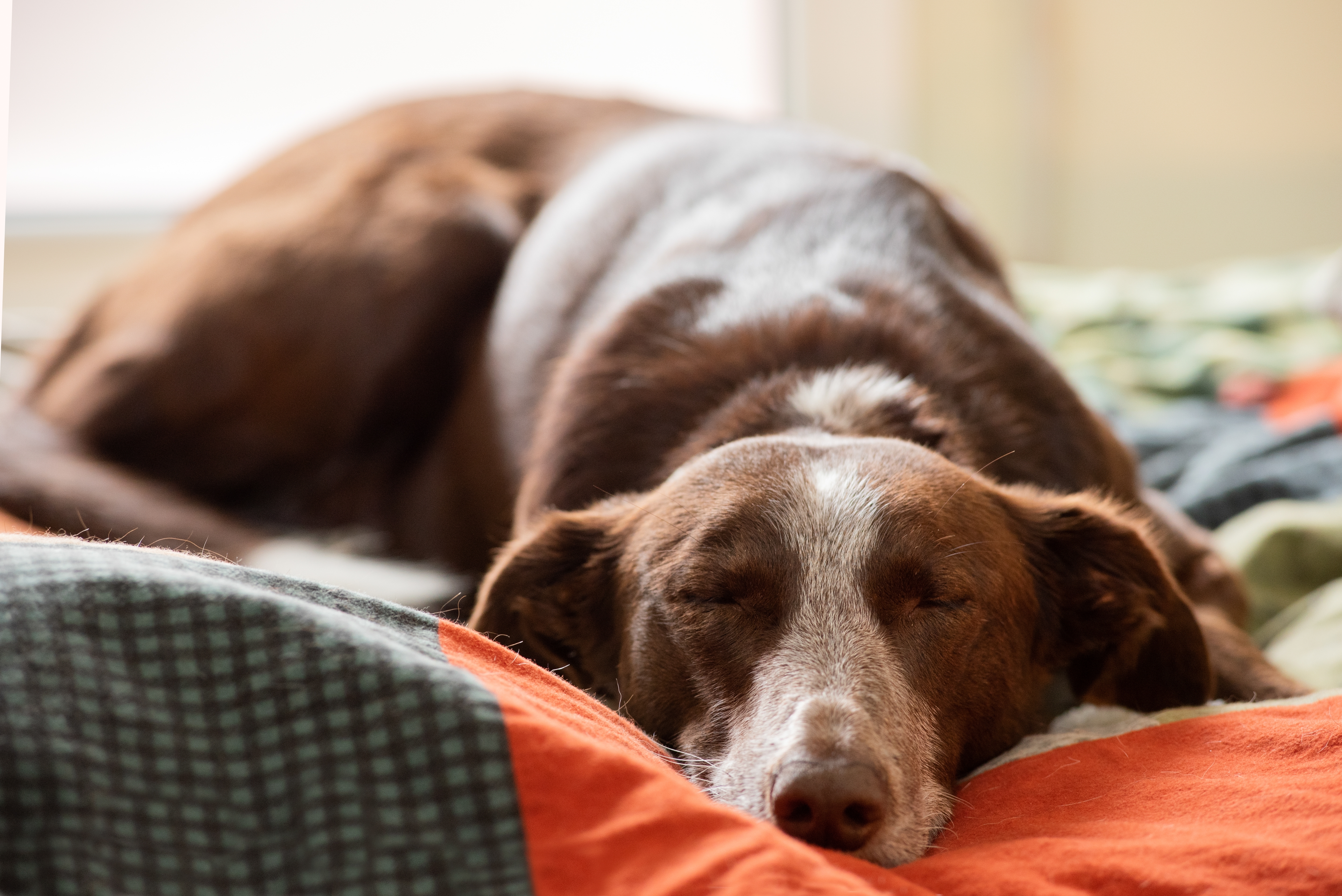 A dog sleeping on a bed | Source: Shutterstock